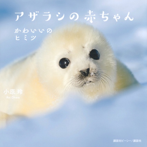 アザラシの赤ちゃん かわいいのヒミツ – 丸善ジュンク堂書店ネットストア