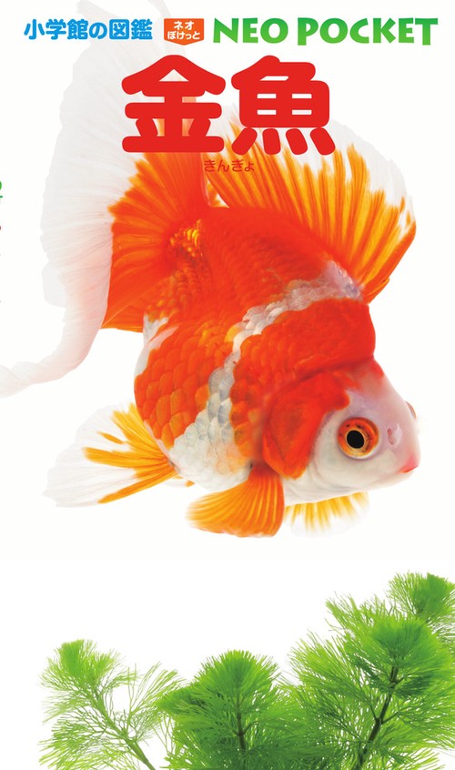 金魚 – 丸善ジュンク堂書店ネットストア