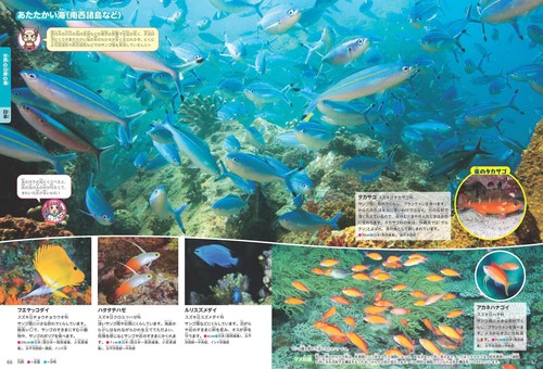 角川の集める図鑑GET！ 魚 – 丸善ジュンク堂書店ネットストア