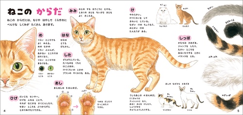 ねこのずかん – 丸善ジュンク堂書店ネットストア