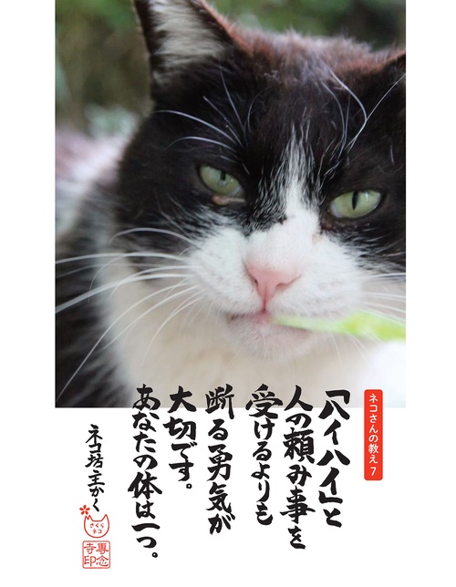 ネコさん優先 しんどい心が軽くなる 今日のネコさんの教え – 丸善ジュンク堂書店