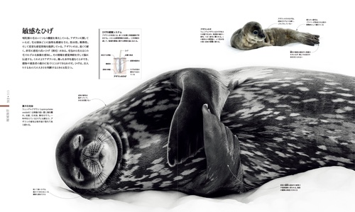 OCEAN LIFE 図鑑 海の生物 – 丸善ジュンク堂書店ネットストア
