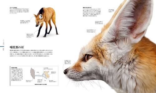 ZOOLOGY 図鑑 動物の世界 – 丸善ジュンク堂書店ネットストア