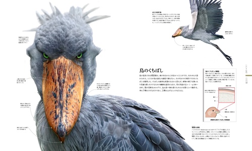 ZOOLOGY 図鑑 動物の世界 – 丸善ジュンク堂書店ネットストア