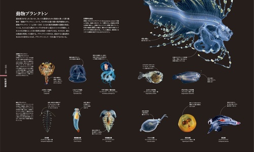 図鑑OCEAN LIFE海の生物 FLORA植物の世界 OCEAN LIFE 図鑑 海の生物 – 丸善ジュンク堂書店ネットストア