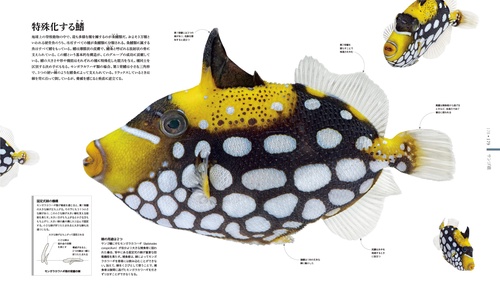 OCEAN LIFE 図鑑 海の生物 – 丸善ジュンク堂書店ネットストア