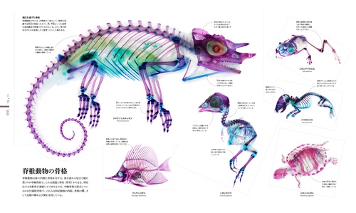 ZOOLOGY 図鑑 動物の世界 – 丸善ジュンク堂書店ネットストア