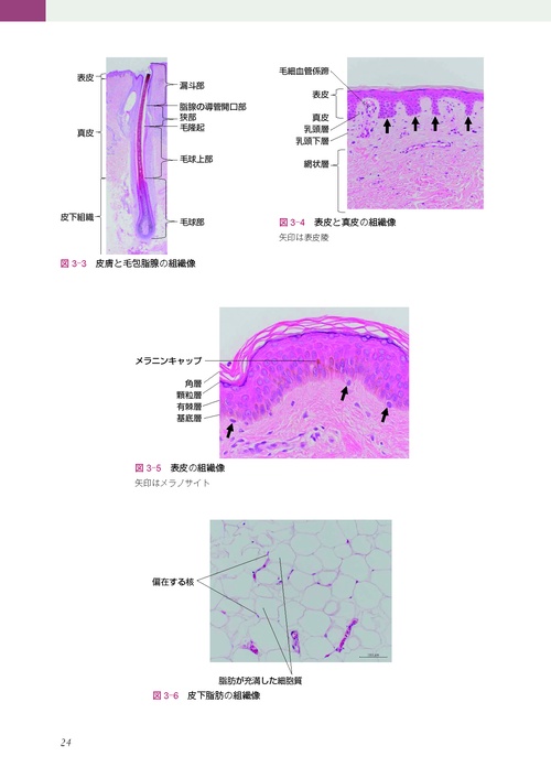 あたらしい美容皮膚科学 m3電子書籍 | あたらしい美容皮膚科学