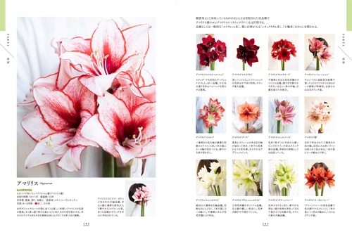 染料植物譜 はくおう社 京都書院 染料植物譜 はくおう社 京都書院