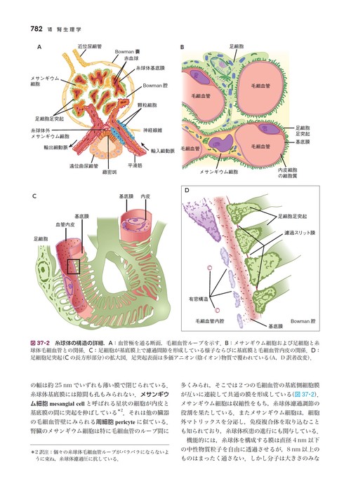 ギャノング生理学 原書26版 – 丸善ジュンク堂書店ネットストア