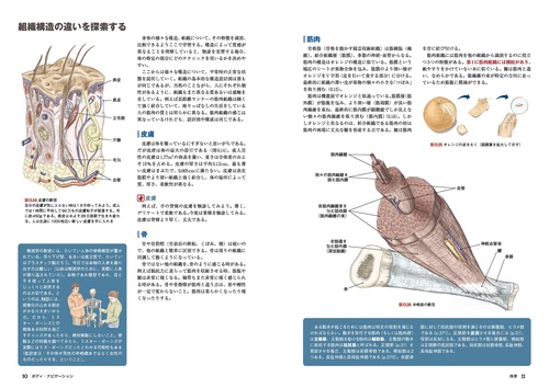 ボディ・ナビゲーション 触ってわかる身体解剖  改訂第6版 Amazon.co.jp: [改訂第6版]ボディ・ナビゲーション : Andrew