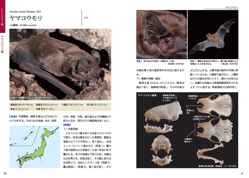 識別図鑑 日本のコウモリ – 丸善ジュンク堂書店ネットストア