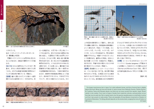 識別図鑑 日本のコウモリ – 丸善ジュンク堂書店ネットストア