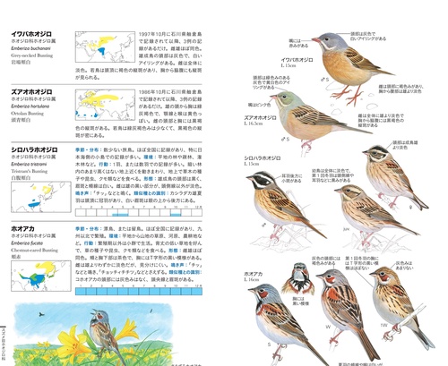 フィールド図鑑 日本の野鳥 第2版 – 丸善ジュンク堂書店ネットストア