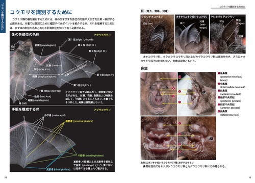 識別図鑑 日本のコウモリ – 丸善ジュンク堂書店ネットストア