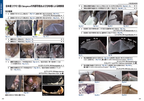 識別図鑑 日本のコウモリ – 丸善ジュンク堂書店ネットストア