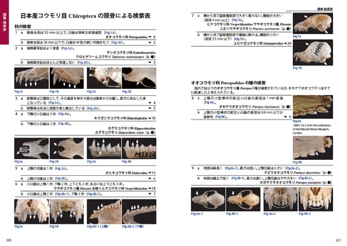 識別図鑑 日本のコウモリ – 丸善ジュンク堂書店ネットストア