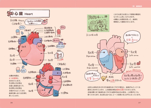 ゆるっとポップな解剖生理学 からだずかん – 丸善ジュンク堂書店ネット