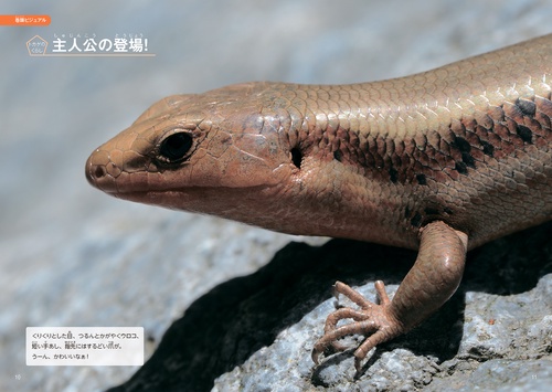 日本のいきものビジュアルガイド はっけん！ トカゲ – 丸善ジュンク堂