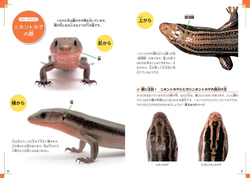 日本のいきものビジュアルガイド はっけん！ トカゲ – 丸善ジュンク堂