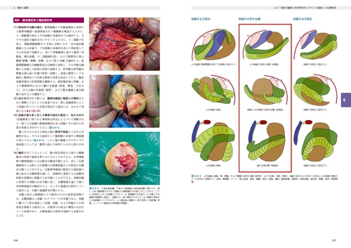 馬の解剖アトラス 増補改訂第4版 – 丸善ジュンク堂書店ネットストア