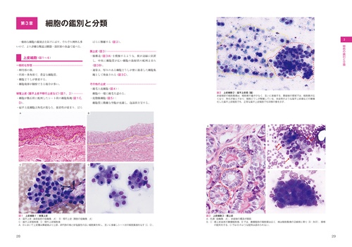 【美品】犬と猫の細胞学 CANINE and FELINE CYTOLOGY Veterinary Cytology: Dog, Cat, Horse and Cow: Self