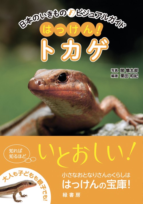 No.209】ビジュートカゲinトカゲ ～トカゲsoda～ Sudan plated lizard