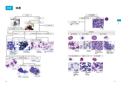 【美品】犬と猫の細胞学 CANINE and FELINE CYTOLOGY Canine and Feline Cytology | ScienceDirect