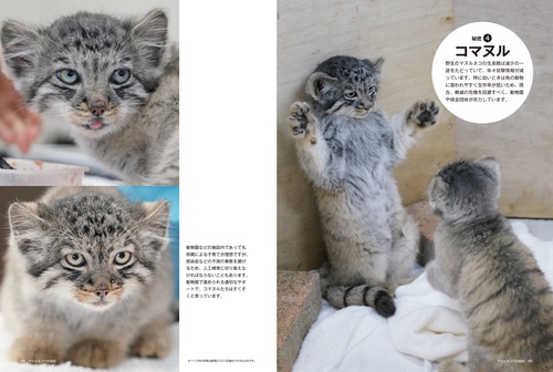 マヌルネコ 15の秘密 – 丸善ジュンク堂書店ネットストア