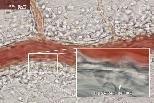 eミクロ 高校生物基礎 高校生物 – 丸善ジュンク堂書店ネットストア