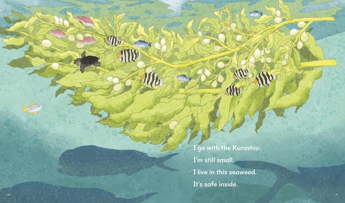 THE SEA TURTLE ウミガメ – 丸善ジュンク堂書店ネットストア