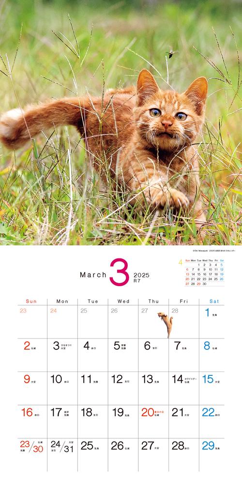 2025 必死すぎるネコカレンダー – 丸善ジュンク堂書店ネットストア