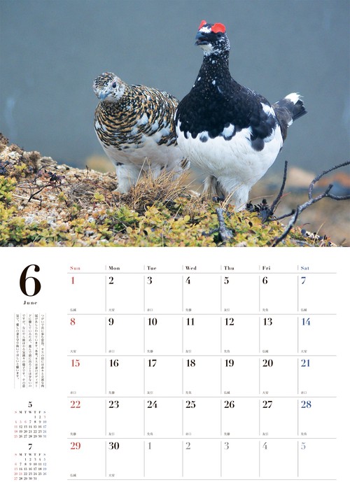 雷鳥 神の鳥の四季カレンダー 2025 – 丸善ジュンク堂書店ネットストア