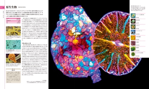 スミソニアン地球博物学大図鑑 Amazon.co.jp: 地球博物学大図鑑 : スミソニアン協会