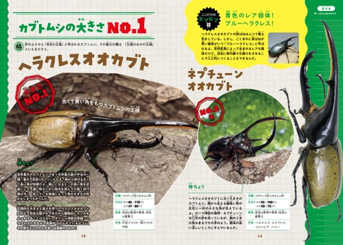▲01)【同梱不可】コメツキムシ科に関する洋書 まとめ売り4冊セット/生物学/昆虫/資料/研究/生態/A △01)【同梱不可】コメツキムシ科に関する洋書 まとめ売り4冊
