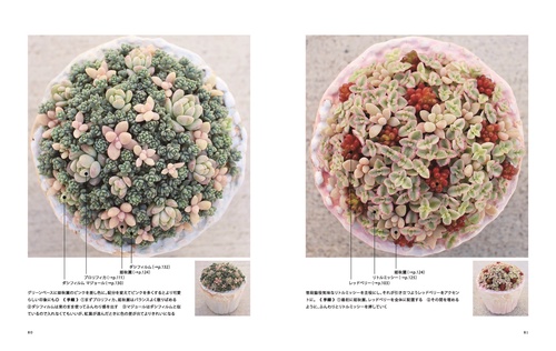 ★★セダム畑❤️★寄せ植え★ちまちまキュンキュン★このまま飾れます★多肉植物 セダムの寄せ植え大全 – 丸善ジュンク堂書店ネットストア
