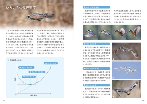華麗なる野鳥飛翔図鑑 – 丸善ジュンク堂書店ネットストア
