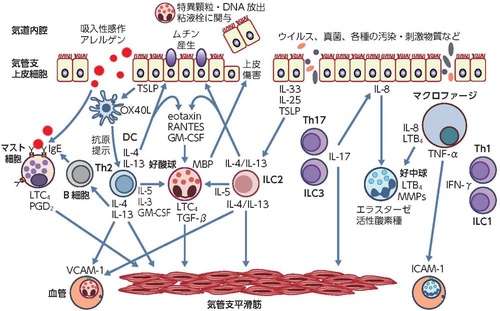 喘息予防・管理ガイドライン 2024 喘息予防・管理ガイドライン2024 | 一般社団法人日本アレルギー
