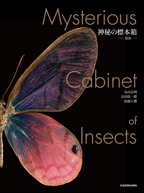神秘の標本箱 ‐昆虫‐ – 丸善ジュンク堂書店ネットストア