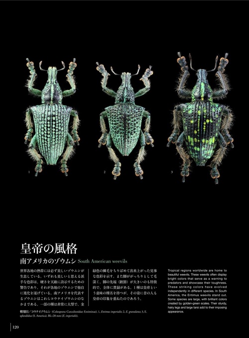 神秘の標本箱 ‐昆虫‐ – 丸善ジュンク堂書店ネットストア