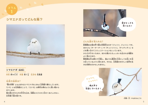 もふもふいっぱい！ シマエナガのまちがいさがし – 丸善ジュンク堂書店