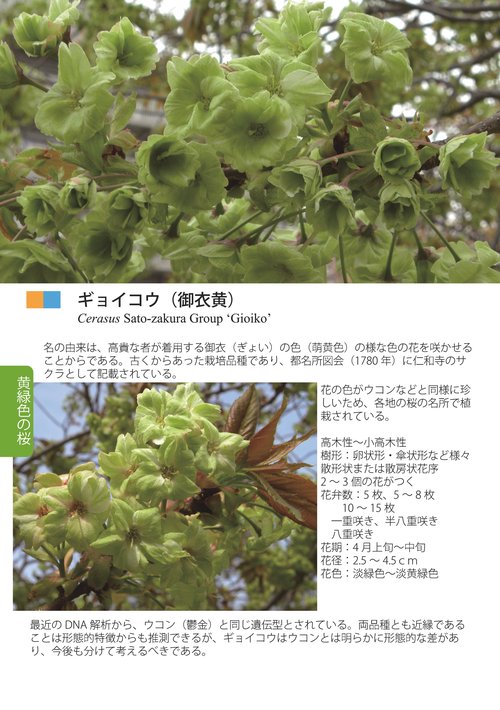 桜樹学・桜の世界 3 栽培品種編Ⅱ（エドヒガン他栽培品種と荒川堤の桜