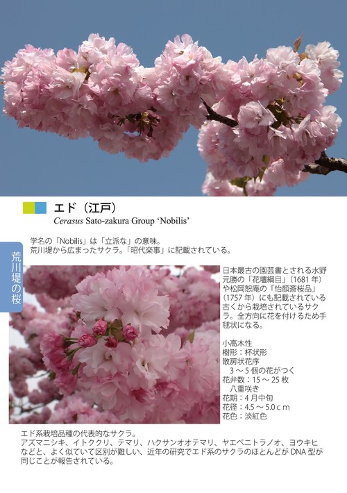 桜樹学・桜の世界 3 栽培品種編Ⅱ（エドヒガン他栽培品種と荒川堤の桜