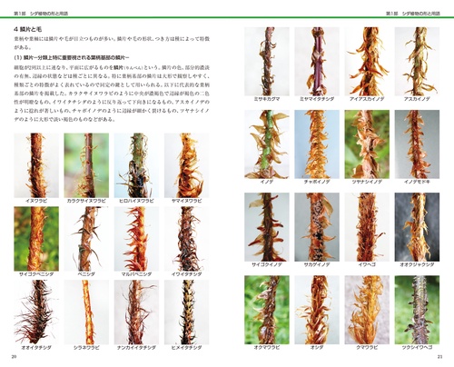シダ識別入門図鑑 – 丸善ジュンク堂書店ネットストア