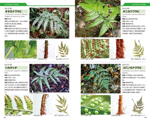 シダ識別入門図鑑 – 丸善ジュンク堂書店ネットストア