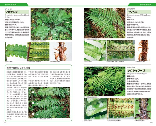 シダ識別入門図鑑 – 丸善ジュンク堂書店ネットストア