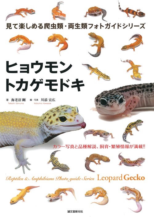 ヒョウモントカゲモドキ カラー写真と品種解説、飼育・繁殖情報が満載