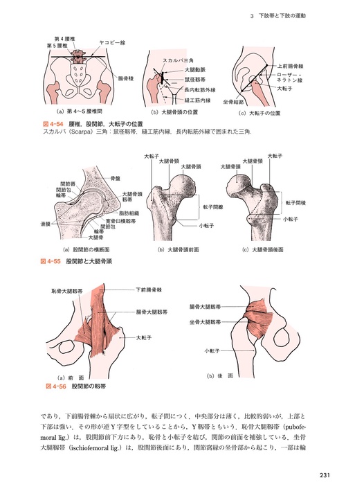 （新品）基礎運動学 基礎運動学 第6版/医歯薬出版株式会社