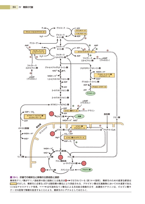 イラストレイテッド ハーパー・生化学 原書32版 – 丸善ジュンク堂書店