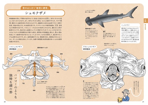 動物の骨に繊細な絵 ぜんぶ絵でわかる9 すごい骨の動物図鑑 – 丸善ジュンク堂書店